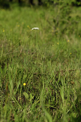 BUITEN BEELD Foto: 442228