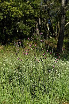 BUITEN BEELD Foto: 442229