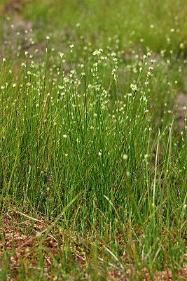 BUITEN BEELD Foto: 442231