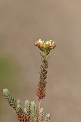 BUITEN BEELD Foto: 442232