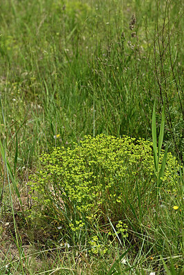 BUITEN BEELD Foto: 442235