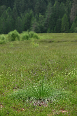 BUITEN BEELD Foto: 442238