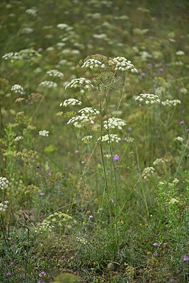 BUITEN BEELD Foto: 442245