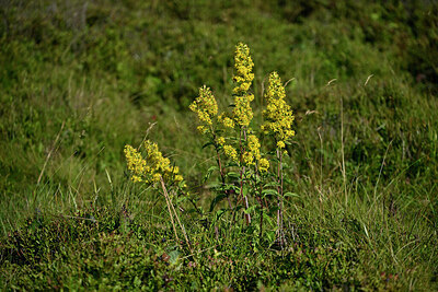 BUITEN BEELD Foto: 442246
