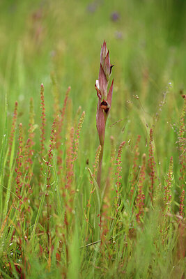 BUITEN BEELD Foto: 442248