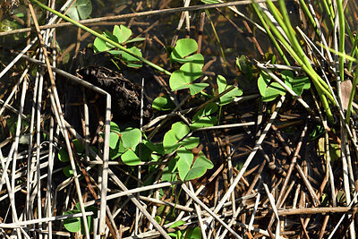BUITEN BEELD Foto: 442249