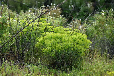 BUITEN BEELD Foto: 442265