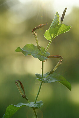 BUITEN BEELD Foto: 442267