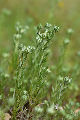 BUITEN BEELD Foto: 442275