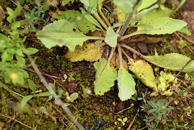 BUITEN BEELD Foto: 442280
