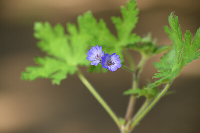 BUITEN BEELD Foto: 442281
