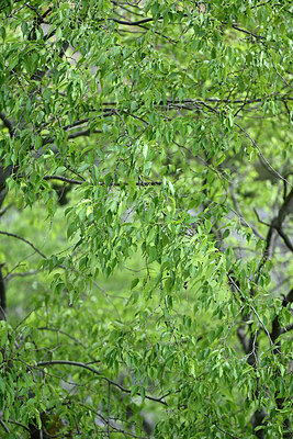 BUITEN BEELD Foto: 442290
