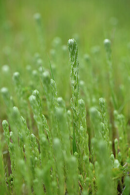 BUITEN BEELD Foto: 442291
