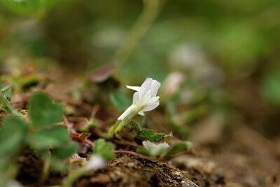 BUITEN BEELD Foto: 442296