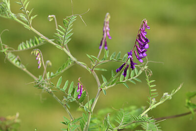 BUITEN BEELD Foto: 442297