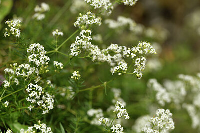 BUITEN BEELD Foto: 442299