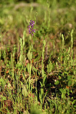 BUITEN BEELD Foto: 442301