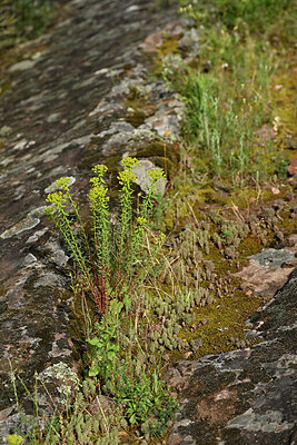 BUITEN BEELD Foto: 442309