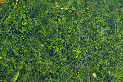 BUITEN BEELD Foto: 442311