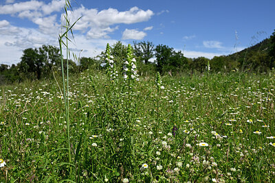 BUITEN BEELD Foto: 442315