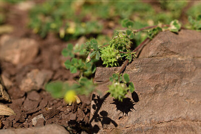 BUITEN BEELD Foto: 442323