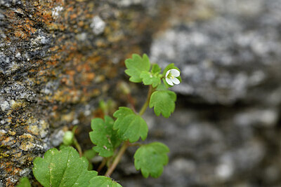 BUITEN BEELD Foto: 442325