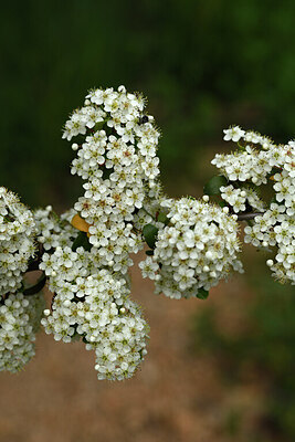 BUITEN BEELD Foto: 442329
