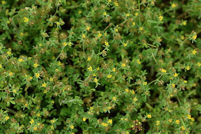 BUITEN BEELD Foto: 442336