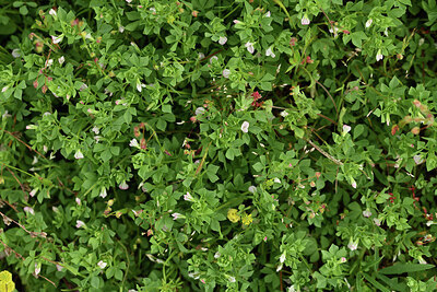 BUITEN BEELD Foto: 442338
