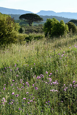 BUITEN BEELD Foto: 442340