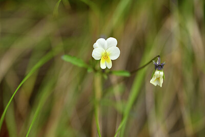 BUITEN BEELD Foto: 442344