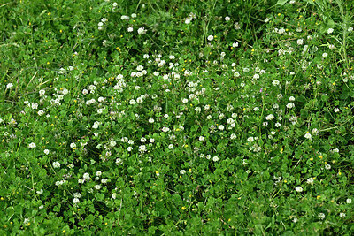 BUITEN BEELD Foto: 442346