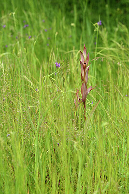 BUITEN BEELD Foto: 442347