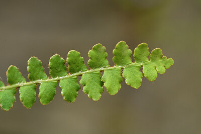 BUITEN BEELD Foto: 442362