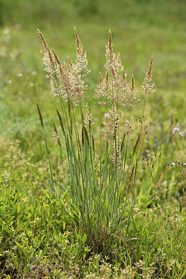 BUITEN BEELD Foto: 442365