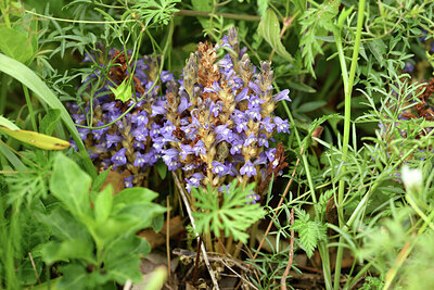 BUITEN BEELD Foto: 442366
