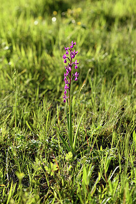 BUITEN BEELD Foto: 442367