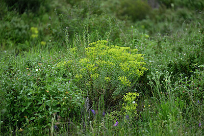 BUITEN BEELD Foto: 442370