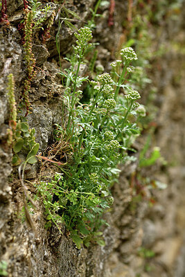 BUITEN BEELD Foto: 442379