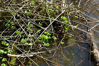 BUITEN BEELD Foto: 442381