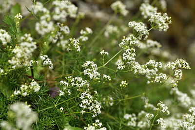 BUITEN BEELD Foto: 442382