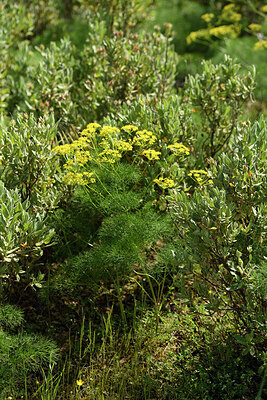 BUITEN BEELD Foto: 442383