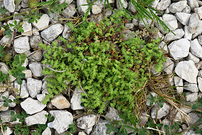 BUITEN BEELD Foto: 442384