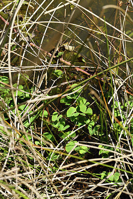 BUITEN BEELD Foto: 442386