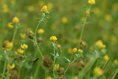 BUITEN BEELD Foto: 442403