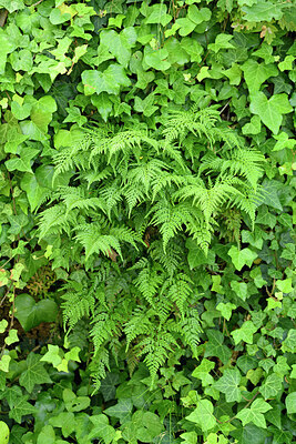 BUITEN BEELD Foto: 442404