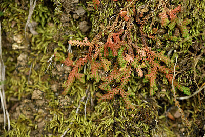 BUITEN BEELD Foto: 442406