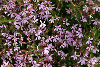 BUITEN BEELD Foto: 442408