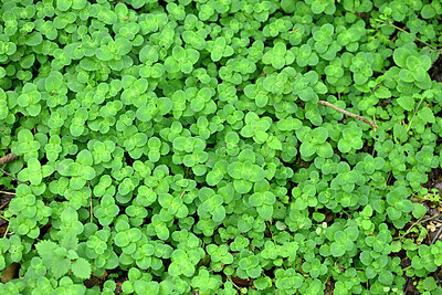 BUITEN BEELD Foto: 442410