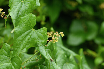 BUITEN BEELD Foto: 442413